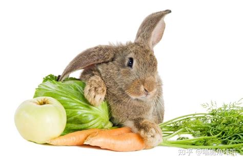 養兔子需要什麼 福木的果實可以吃嗎